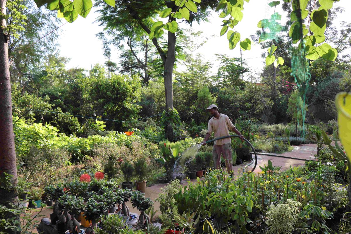 watering tree